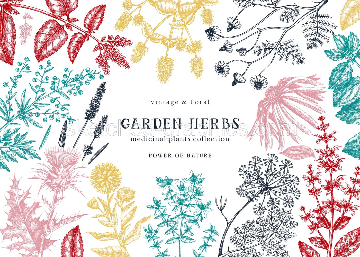 Medicinal herbs background. Hand sketched summer florals, herbs, weeds and meadows design. Vintage plants illustration. Botanical elements in engraved style. Medicinal herbs frame Illustration